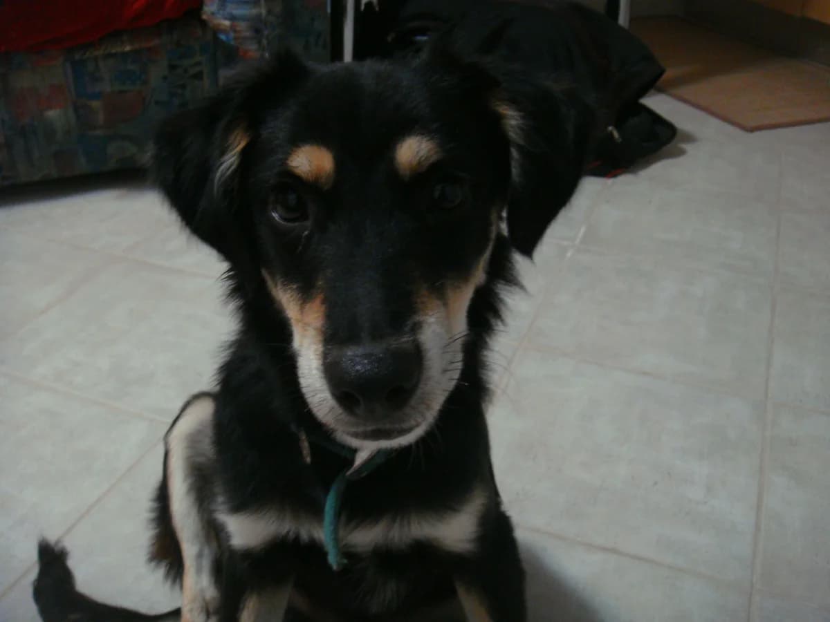 O Loytsio!!! (Ο Λούτσιο!!!), male Mixed Breed for adoption at Animalscare.gr - Filozoikos Syllogos Chanion