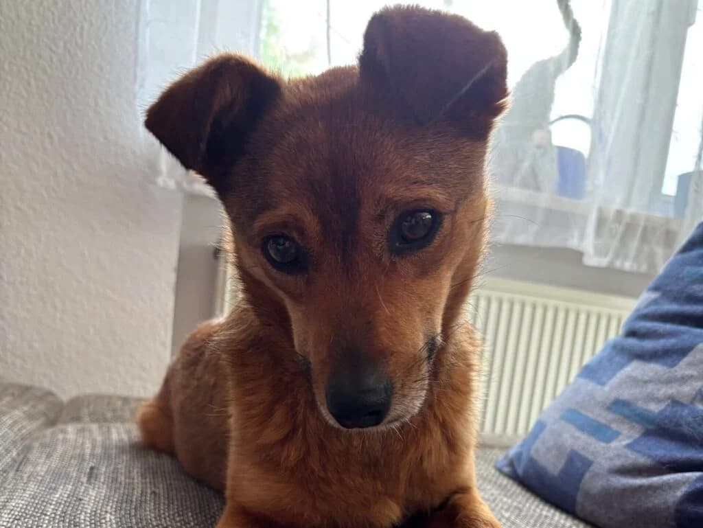 Frieda, weiΓ female Mixed Breed for adoption at APAL Finikas (Kreta)