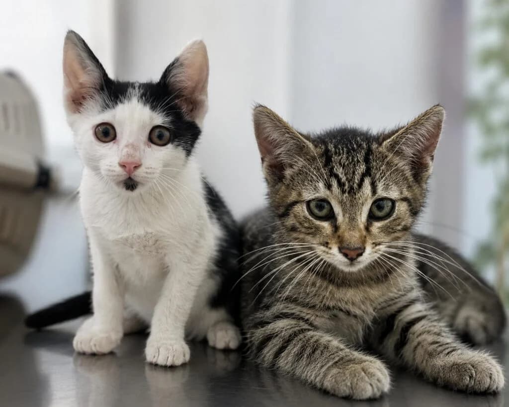 Kilian und Shyam suchen ein Zuhause, male puppy Mixed Breed for adoption at APAL Finikas (Kreta)