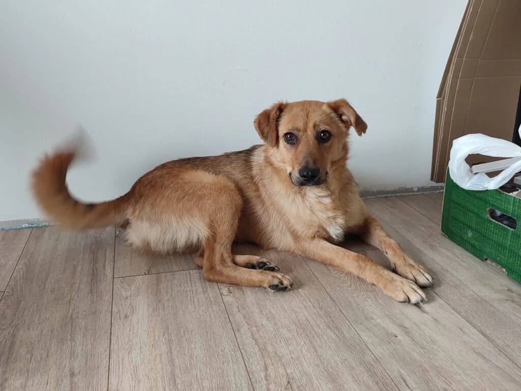Malou, beige female Mixed Breed for adoption at APAL Finikas (Kreta)