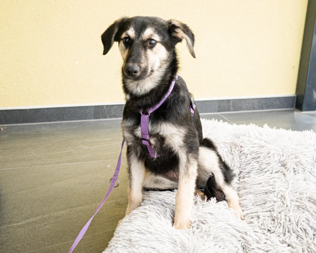 Kina, schwarz female Mixed Breed for adoption at APAL Finikas (Kreta)