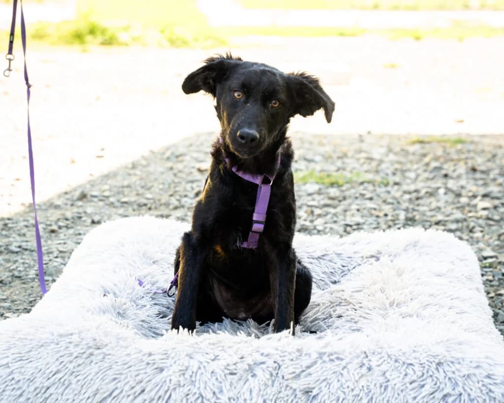 Nala, female Mixed Breed for adoption at APAL Finikas (Kreta)