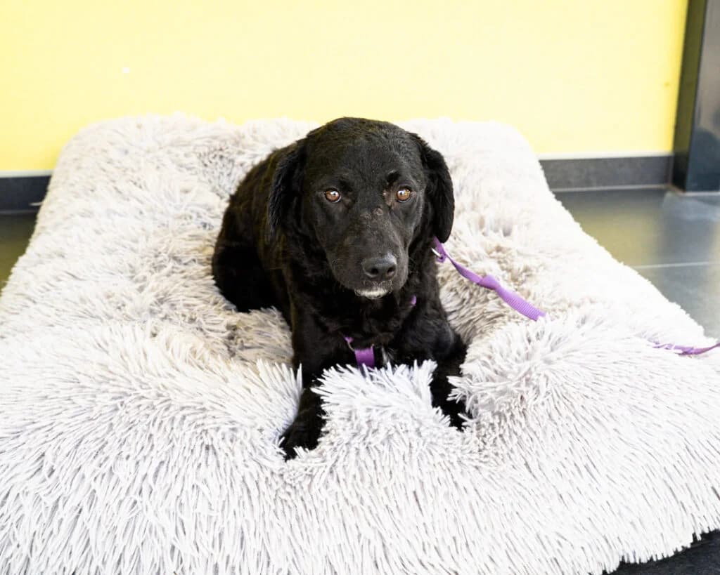 Hydrina, female Mixed Breed for adoption at APAL Finikas (Kreta)