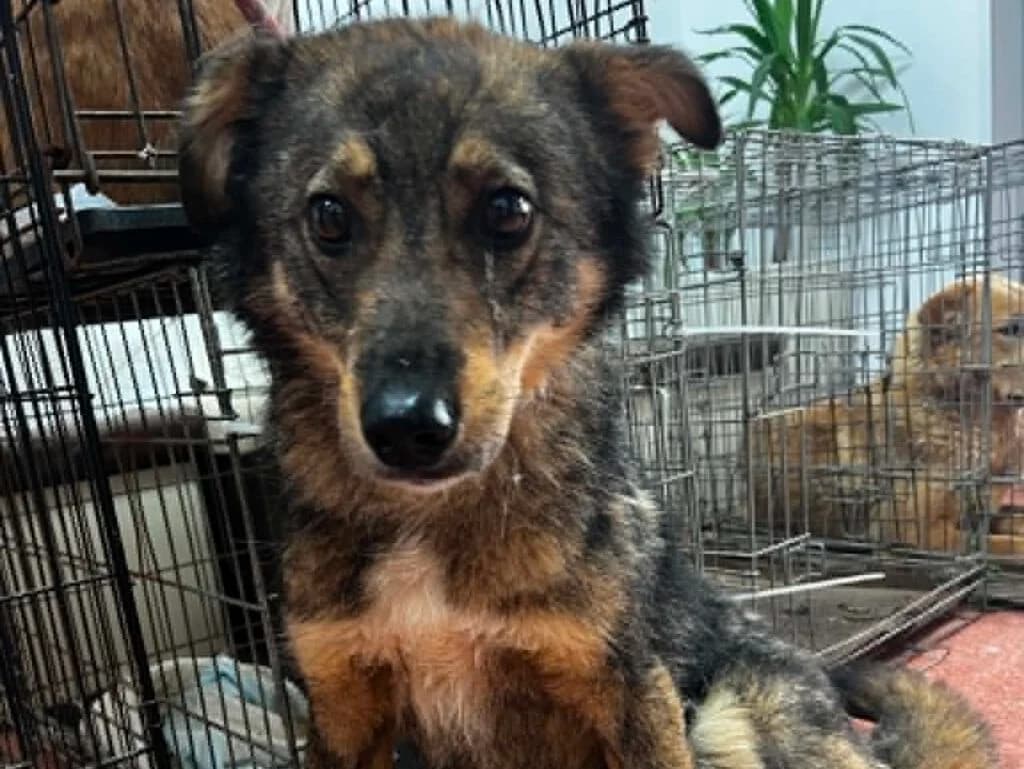 Merlin, male Mixed Breed for adoption at APAL Finikas (Kreta)