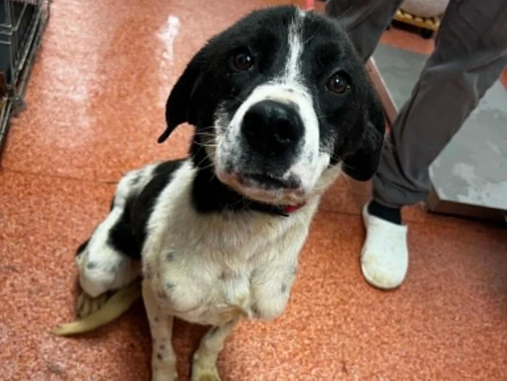 Nala, female Mixed Breed for adoption at APAL Finikas (Kreta)