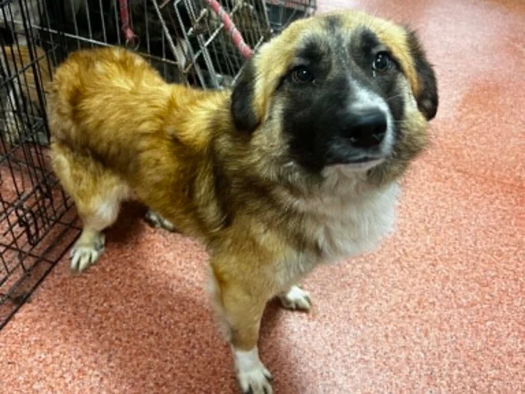 Kenai, male Mixed Breed for adoption at APAL Finikas (Kreta)