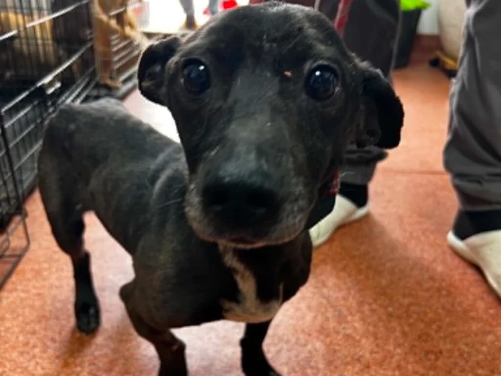Barney, weiΓ male Mixed Breed for adoption at APAL Finikas (Kreta)