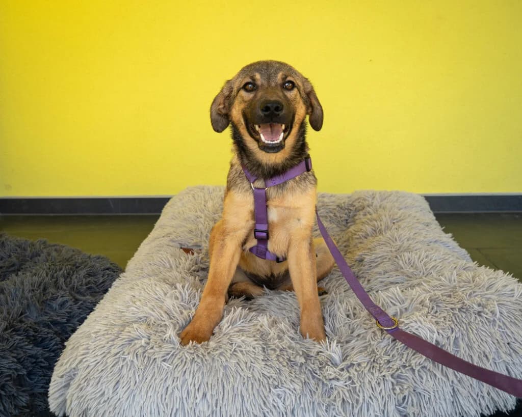 Amina, braun female Mixed Breed for adoption at APAL Finikas (Kreta)