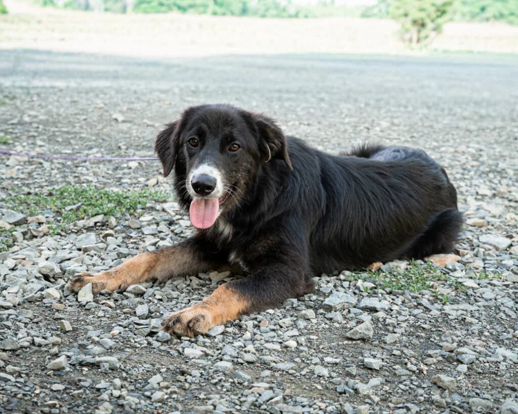 Elmina, female Mixed Breed for adoption at APAL Finikas (Kreta)