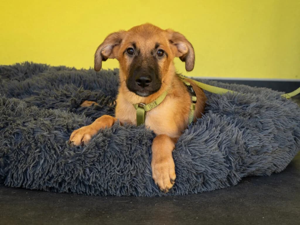 Sancho, male puppy Mixed Breed for adoption at APAL Finikas (Kreta)