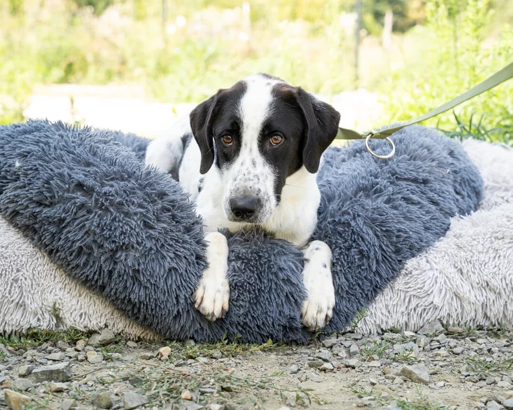 Miro, schwarz male puppy Mixed Breed for adoption at APAL Finikas (Kreta)