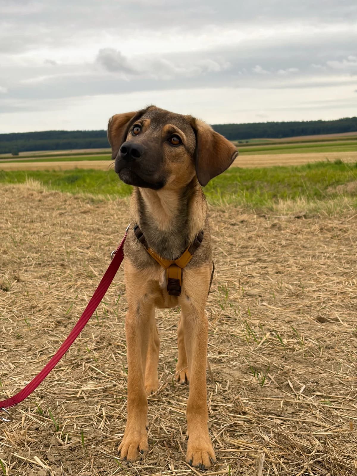 Amina, female Mixed Breed for adoption at APAL Finikas (Kreta)