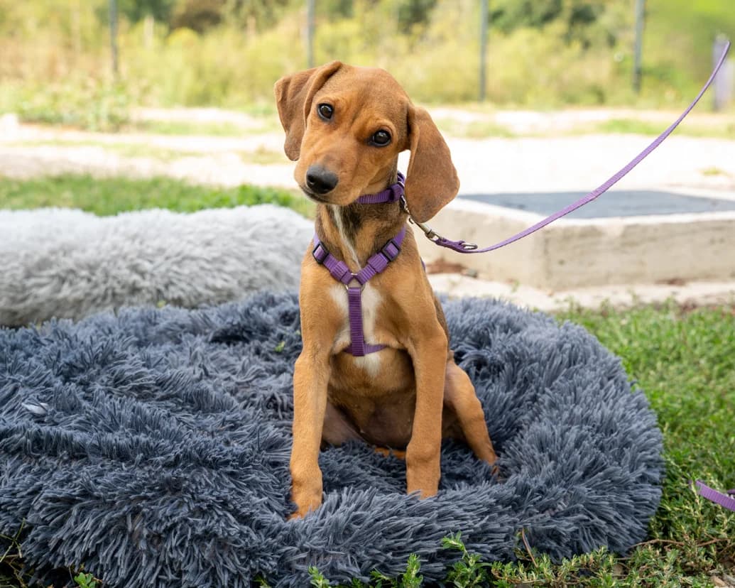 Bibina, weiß female Mixed Breed for adoption at APAL Finikas (Kreta)