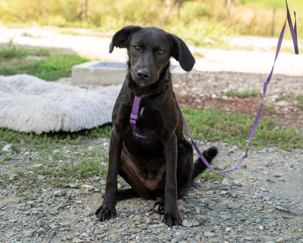 Chiara, female Mixed Breed for adoption at APAL Finikas (Kreta)