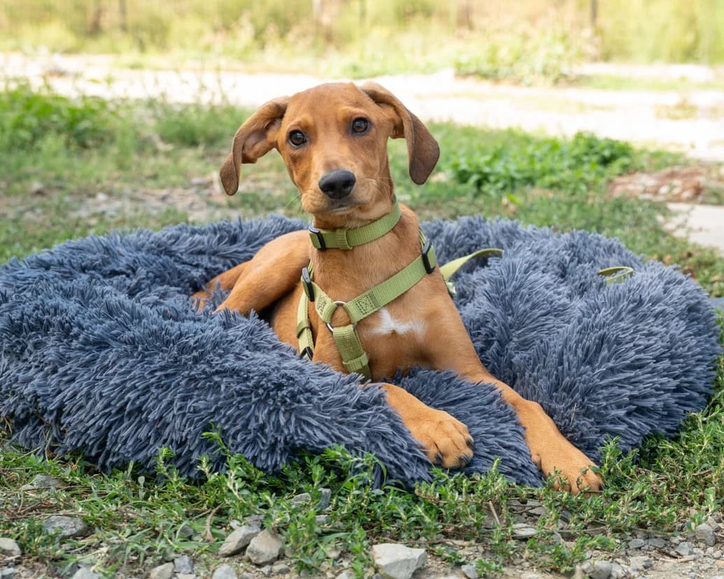 Boo, male Mixed Breed for adoption at APAL Finikas (Kreta)