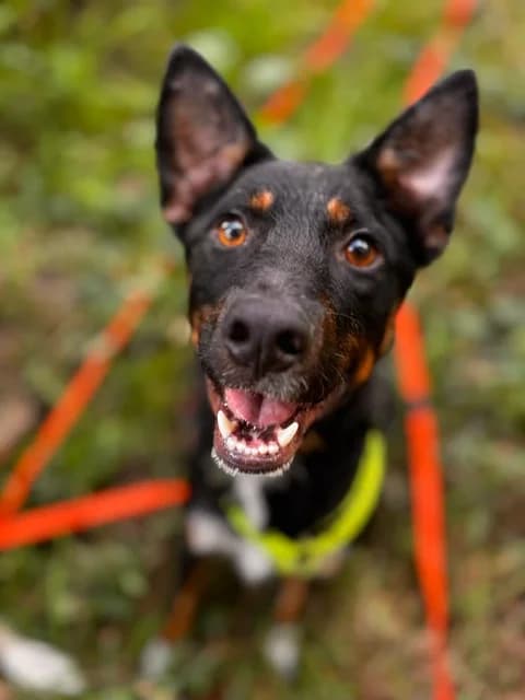 Luis, tricolor male Mixed Breed for adoption at APAL Finikas (Kreta)