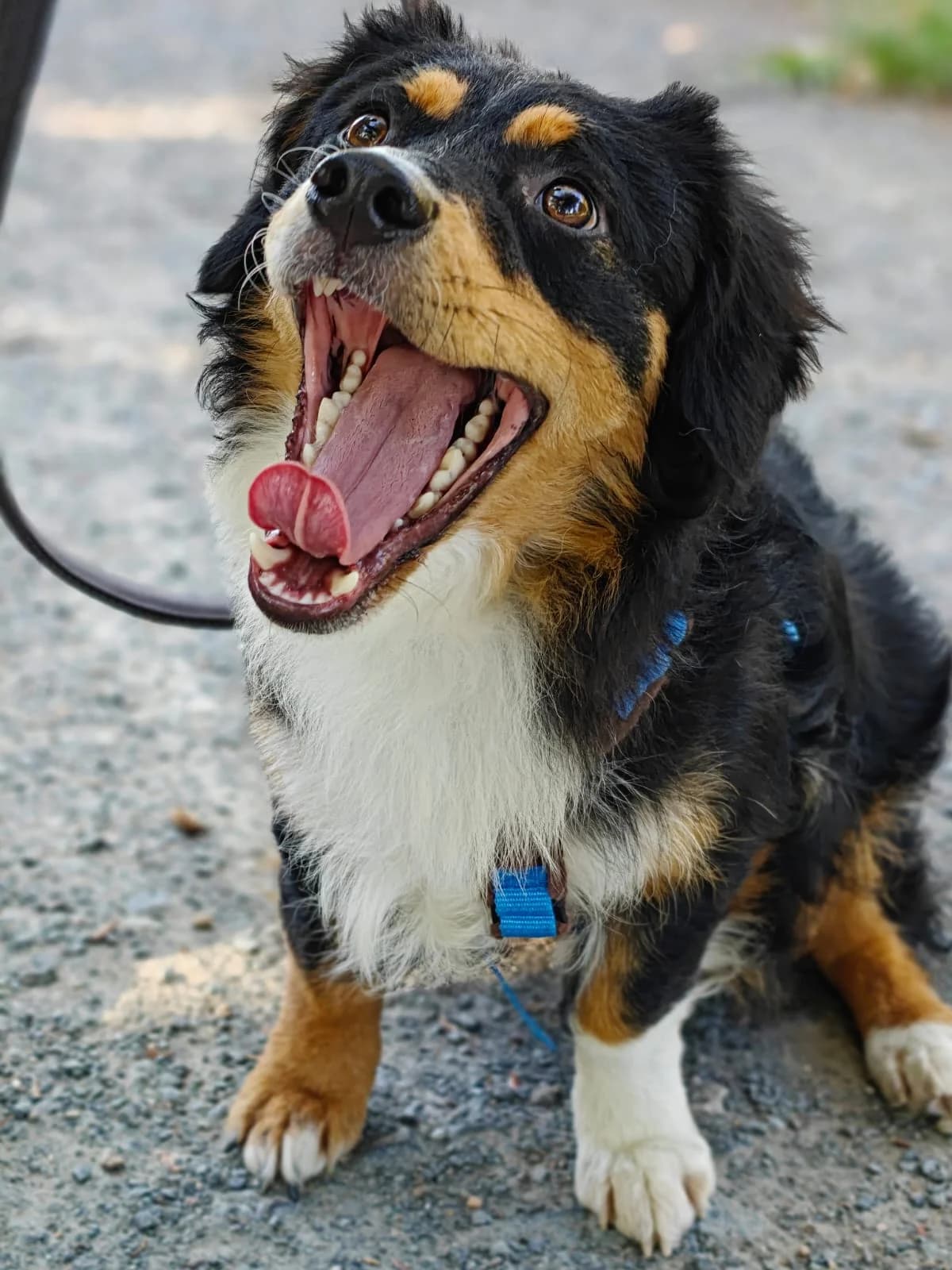 Amano, male Mixed Breed for adoption at APAL Finikas (Kreta)