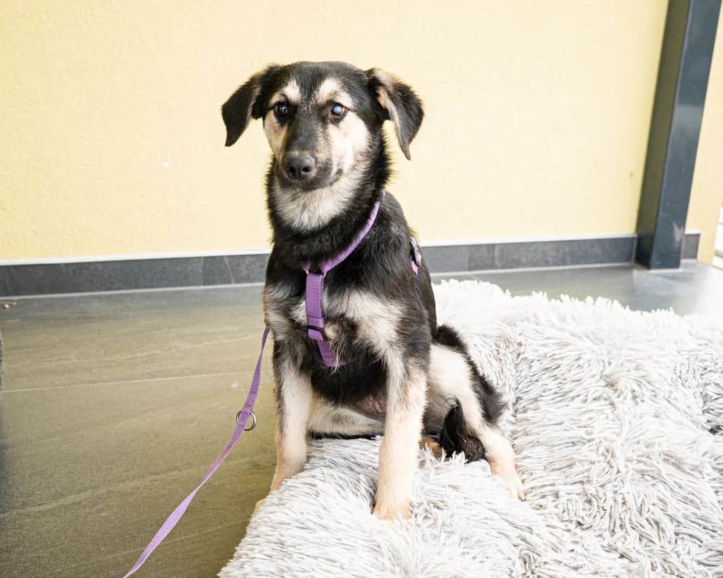 Kina, schwarz female young Mixed Breed for adoption at APAL Finikas (Kreta)