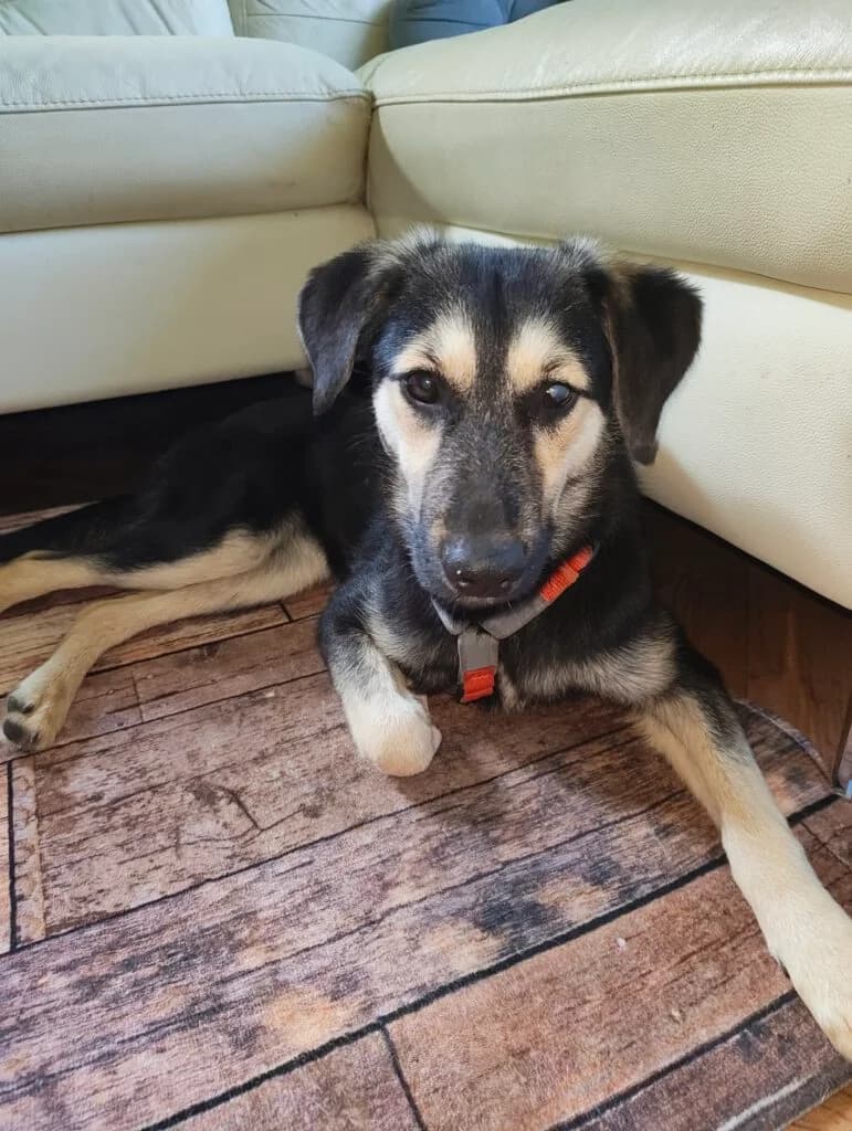 Kina, schwarz female young Mixed Breed for adoption at APAL Finikas (Kreta)