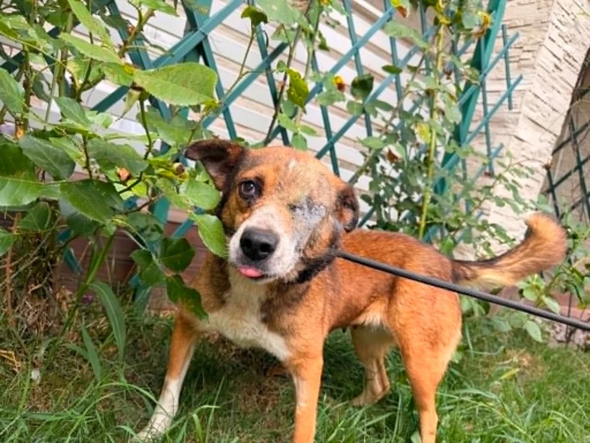 Elsa, female 6yo Mixed Breed for adoption at APAL Finikas (Kreta)