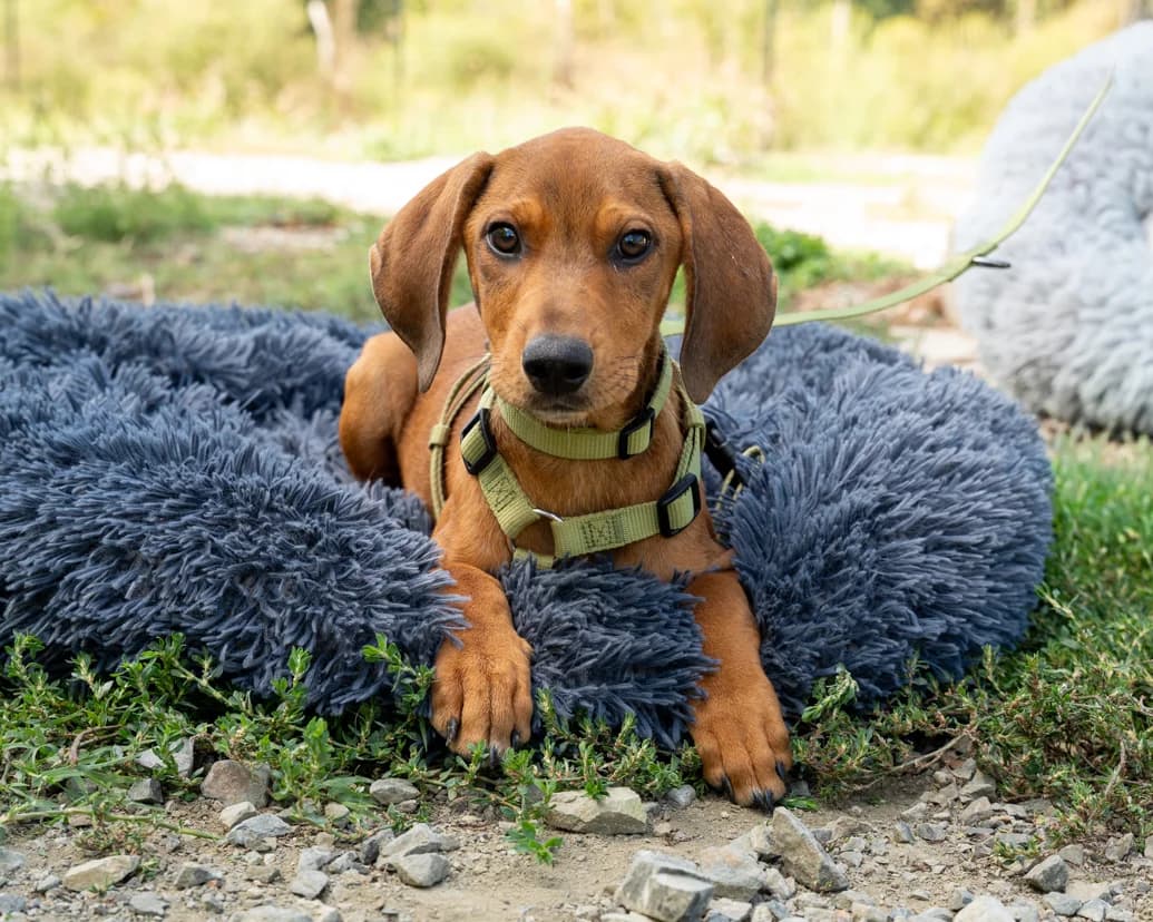 Dias, male puppy Mixed Breed for adoption at APAL Finikas (Kreta)