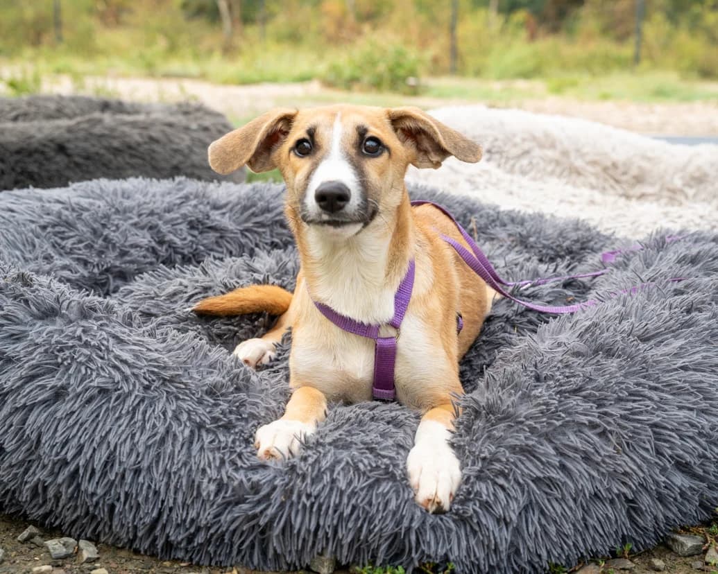 Chanel, female puppy Mixed Breed for adoption at APAL Finikas (Kreta)