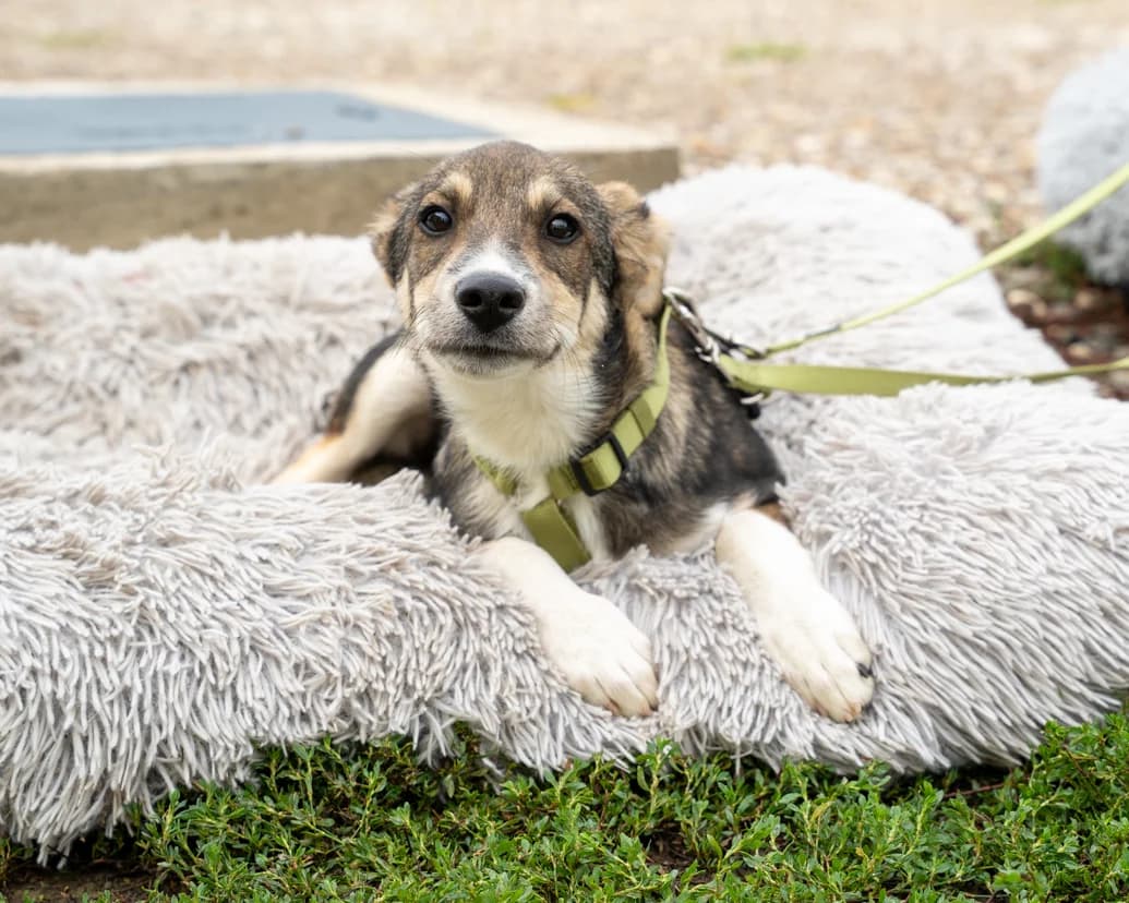 Lonny, male puppy Mixed Breed for adoption at APAL Finikas (Kreta)