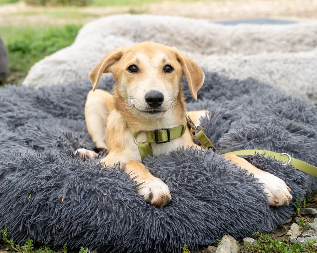 Andy, male puppy Mixed Breed for adoption at APAL Finikas (Kreta)