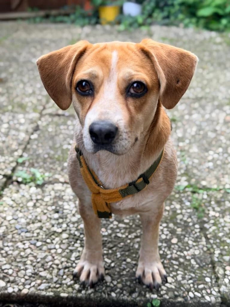 Katinka, female Mixed Breed for adoption at APAL Finikas (Kreta)