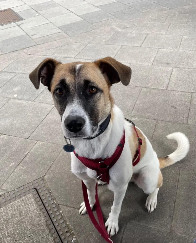Coco, female Mixed Breed for adoption at APAL Finikas (Kreta)