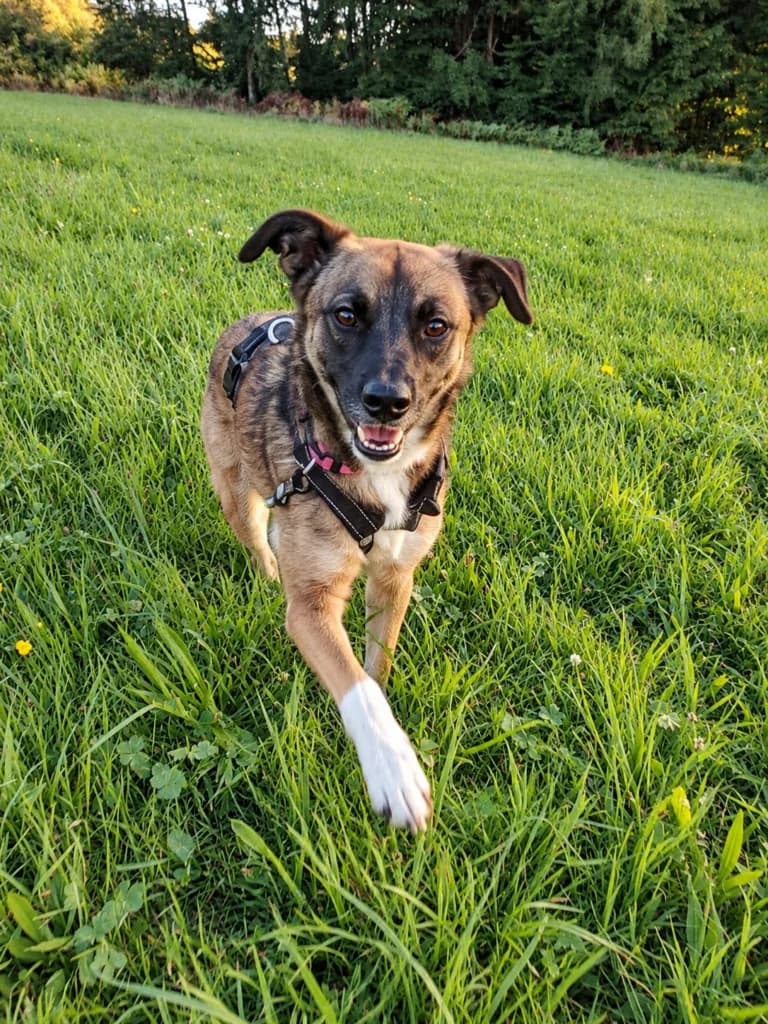 Sam, male Mixed Breed for adoption at APAL Finikas (Kreta)