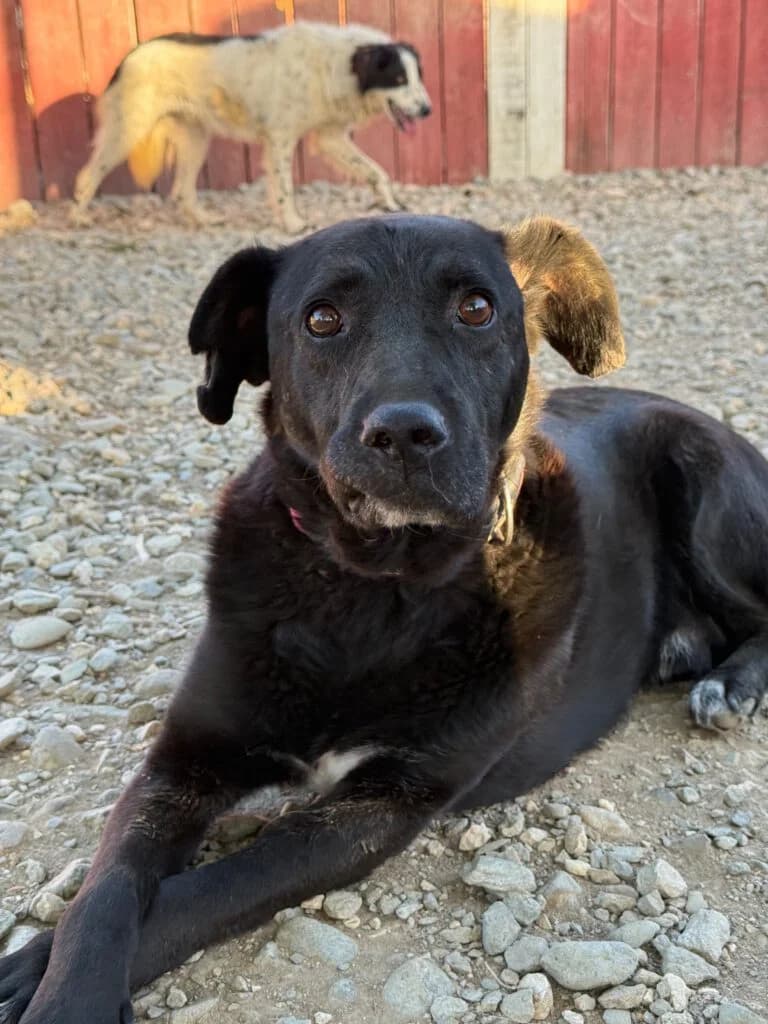 Pontus, male young Mixed Breed for adoption at APAL Finikas (Kreta)