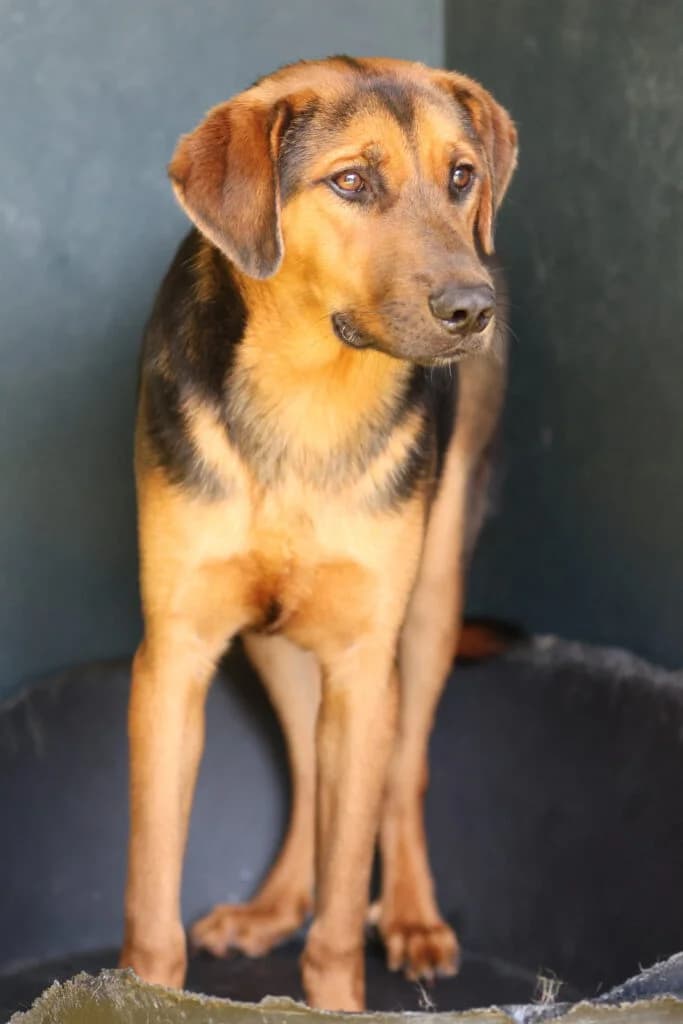 Lemo, schwarz male Mixed Breed for adoption at APAL Finikas (Kreta)