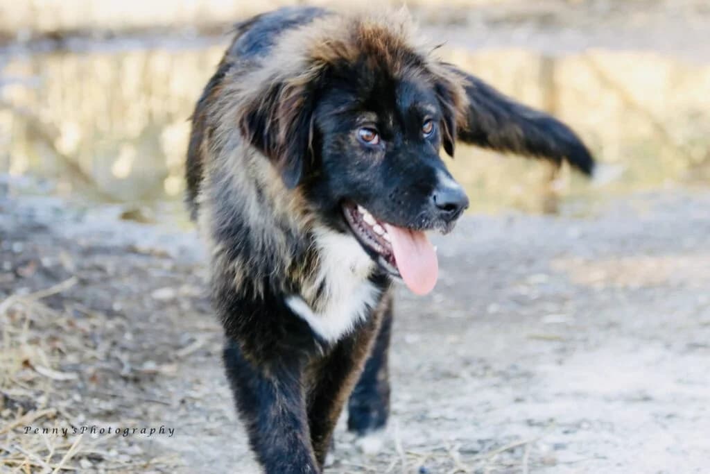 Stathis (Στάθης), male young Mixed Breed for adoption at COPRAP — Corinthia Animal Rescue