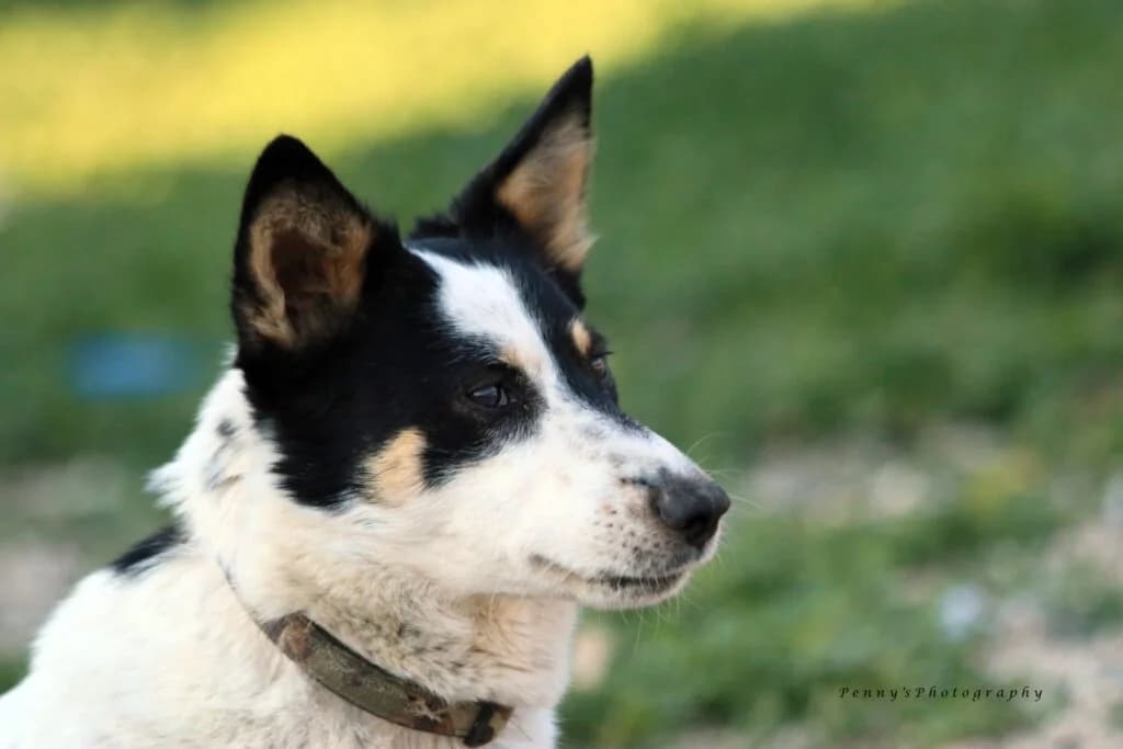 Άlis (Άλις), female 3yo Mixed Breed for adoption at COPRAP — Corinthia Animal Rescue