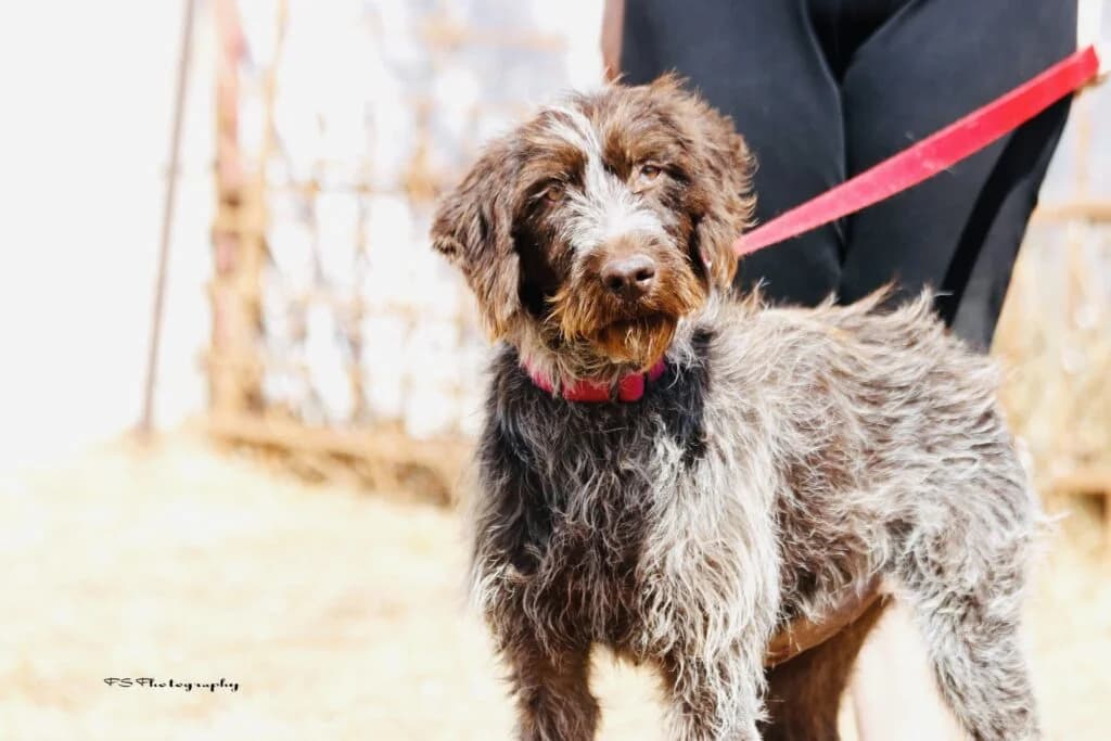 Άnni (Άννι), female senior Mixed Breed for adoption at COPRAP — Corinthia Animal Rescue
