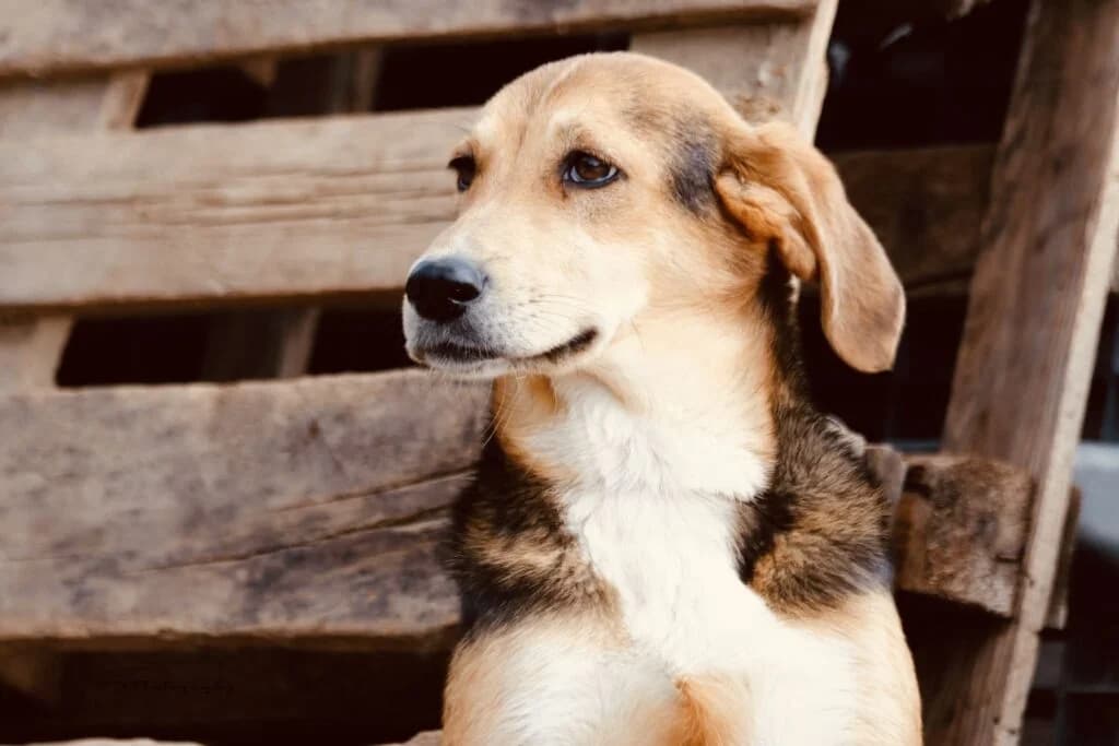 Chara (Χαρά), female young Mixed Breed for adoption at COPRAP — Corinthia Animal Rescue