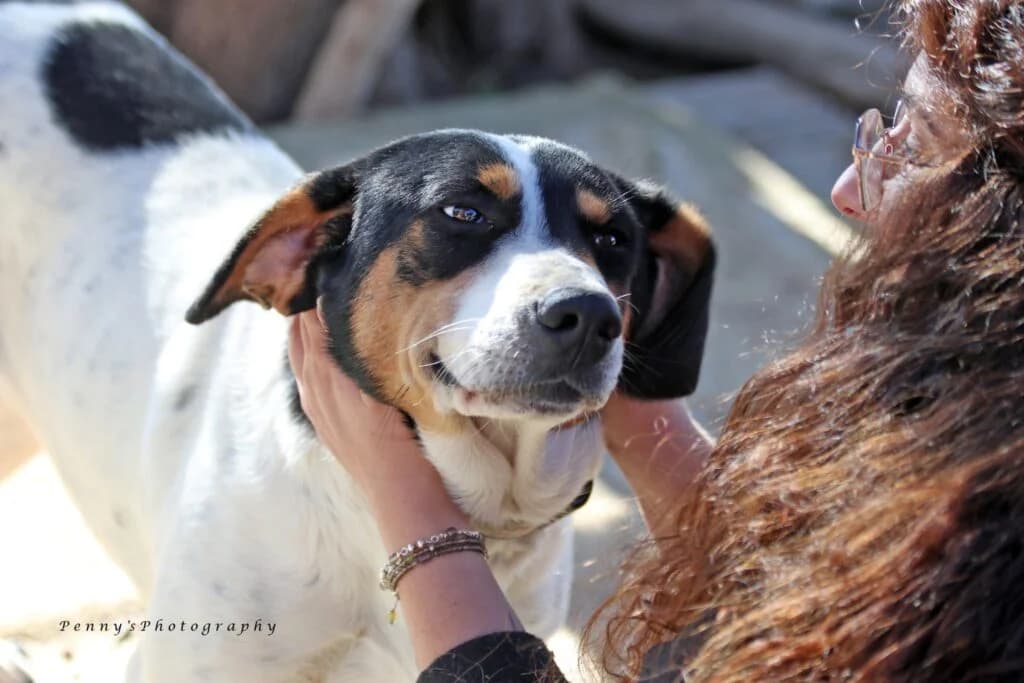 Charvi (Χάρβι), female 4yo Mixed Breed for adoption at COPRAP — Corinthia Animal Rescue