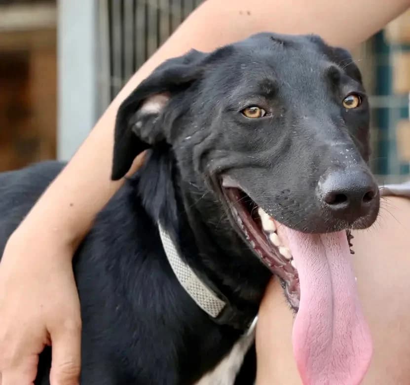 Goyatson (Γουάτσον), male 4yo Mixed Breed for adoption at COPRAP — Corinthia Animal Rescue