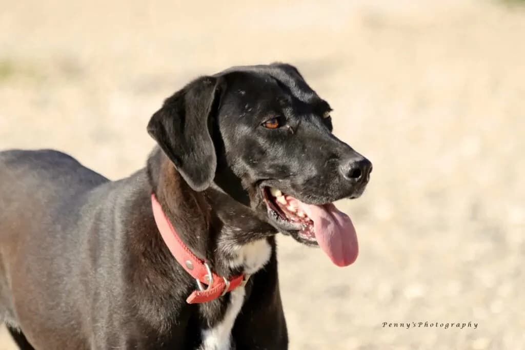 Goyenti (Γουέντι), female 4yo Mixed Breed for adoption at COPRAP — Corinthia Animal Rescue