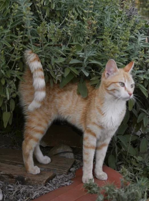 Chaney (Χάνευ), female 3yo Mixed Breed for adoption at COPRAP — Corinthia Animal Rescue