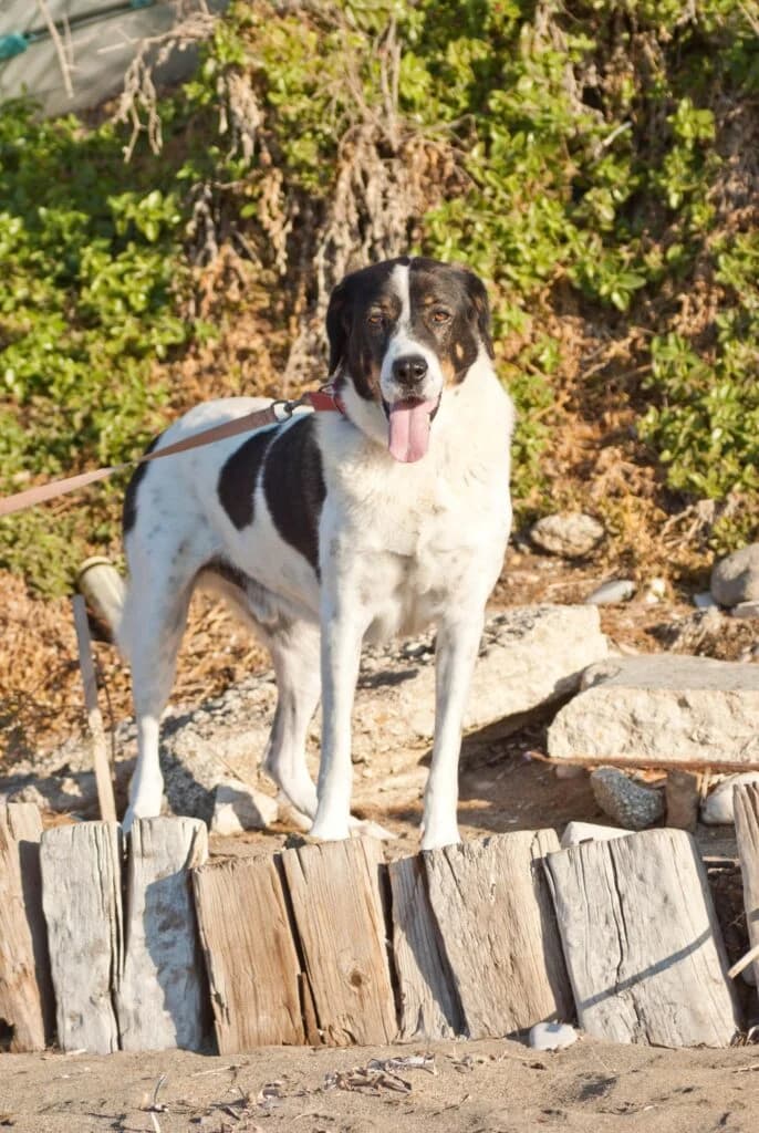 Ίgkor (Ίγκορ), male senior Mixed Breed for adoption at COPRAP — Corinthia Animal Rescue