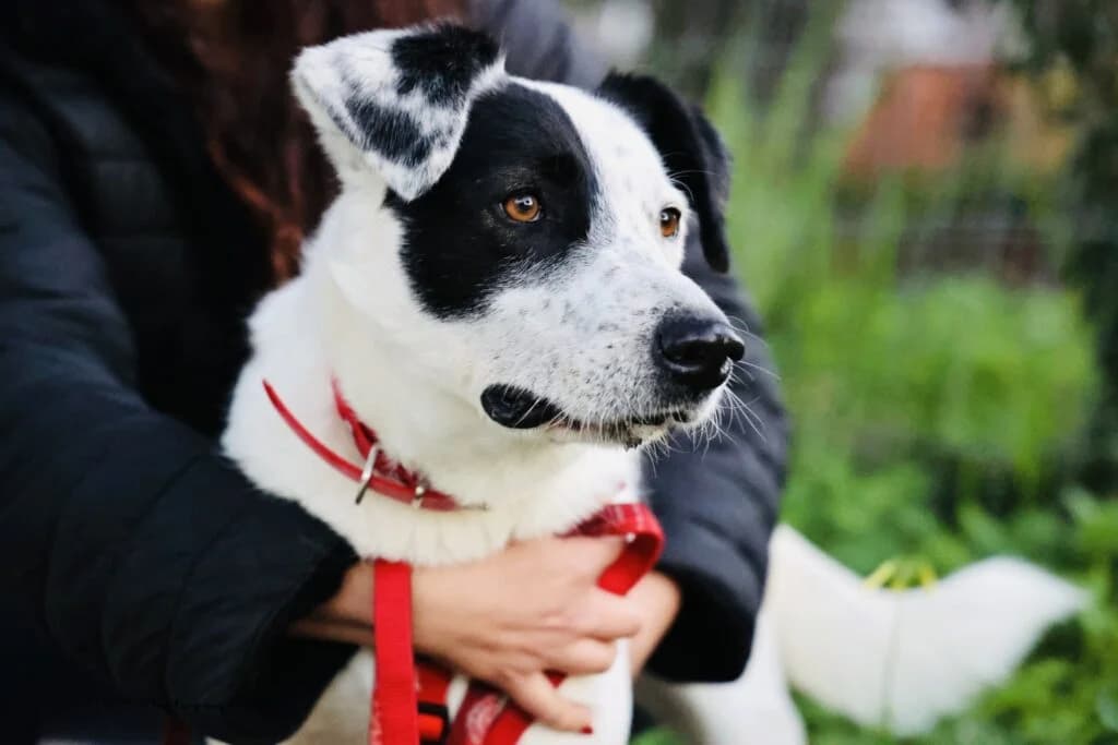 Kokos (Κόκος), male 4yo Mixed Breed for adoption at COPRAP — Corinthia Animal Rescue