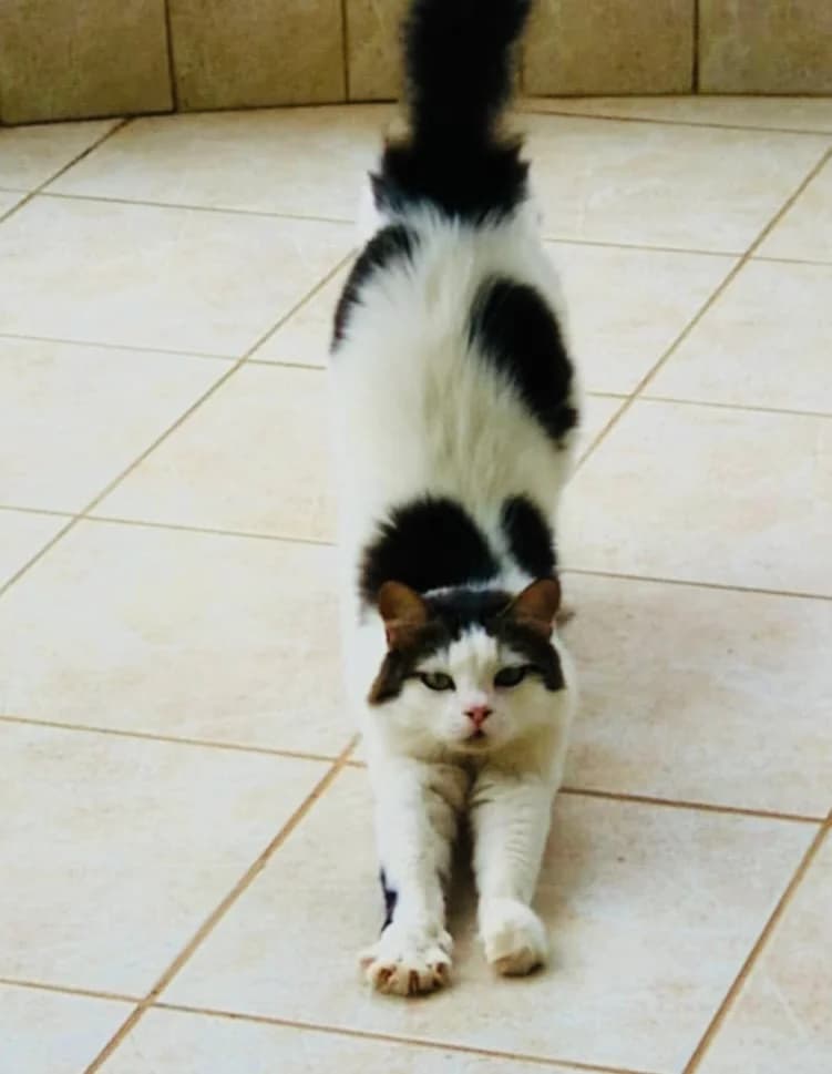 Lili (Λίλη), female 5yo Mixed Breed for adoption at COPRAP — Corinthia Animal Rescue