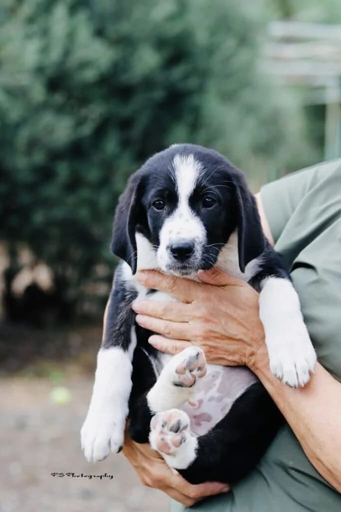 Loyna (Λούνα), female puppy Mixed Breed for adoption at COPRAP — Corinthia Animal Rescue