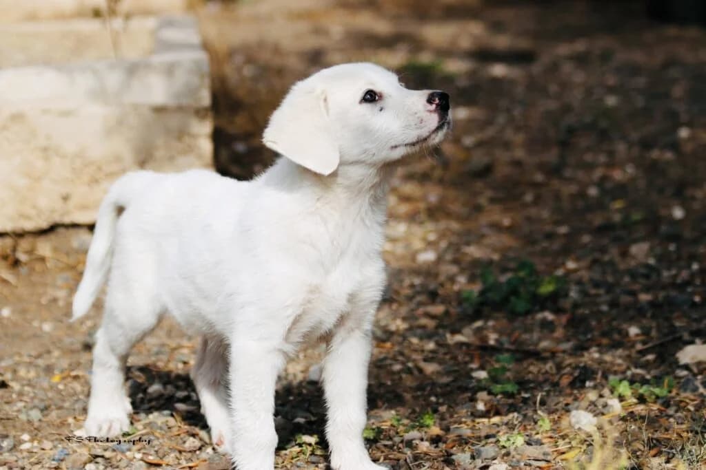 Loyps (Λουπς), male puppy Mixed Breed for adoption at COPRAP — Corinthia Animal Rescue