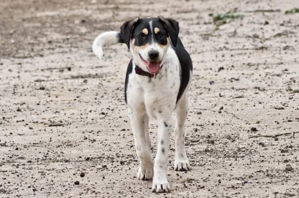 Marios (Μάριος), male young Mixed Breed for adoption at COPRAP — Corinthia Animal Rescue