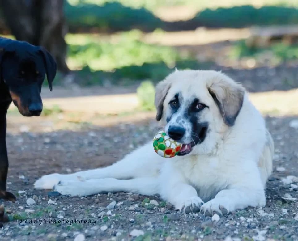Mathioy (Μάθιου), male young Mixed Breed for adoption at COPRAP — Corinthia Animal Rescue