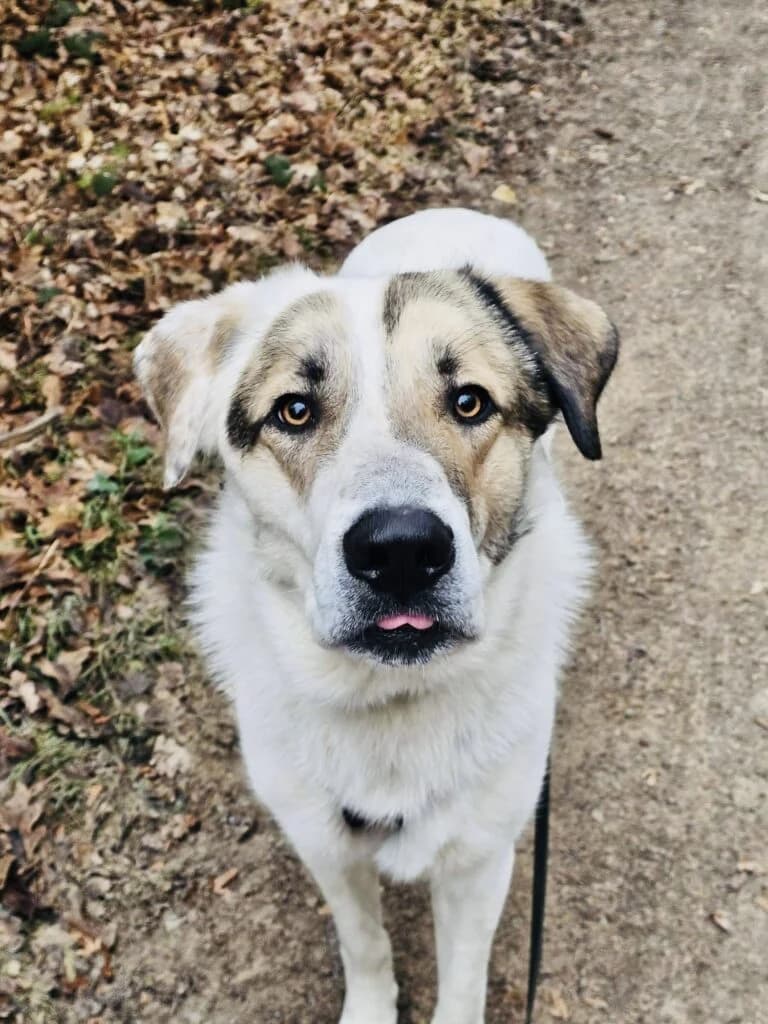 Maximos (Μάξιμος), male young Mixed Breed for adoption at COPRAP — Corinthia Animal Rescue
