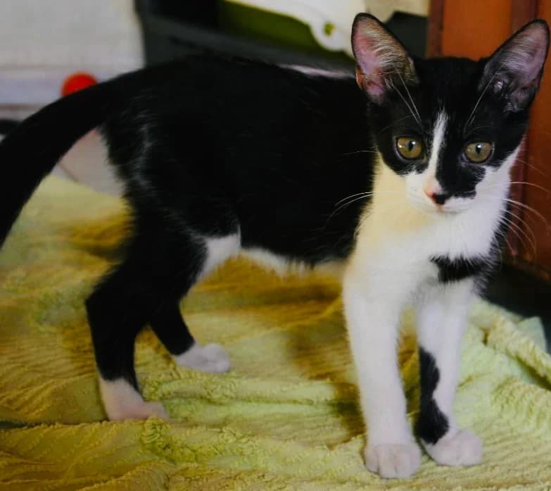 Mia (Μία), female young Mixed Breed for adoption at COPRAP — Corinthia Animal Rescue